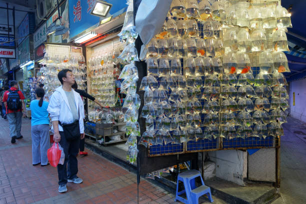 Hong Kong, Nov 21, 2014: Gold fish shop in Fish Market in Hong Kong, China. Hong Kong Gold fish market in Tung Choi street is famous for tourists.