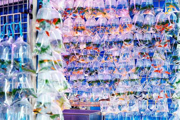 Aquarium fish displayed in plastic bags for sale in the Goldfish market in Mong Kok, Hong Kong.
