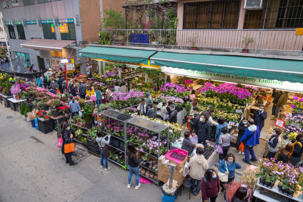 Hong Kong - January 17, 2022 : People shop for flowers at Mong Kok Flower Market ahead of the Chinese New Year, the Year of the Tiger, in Mong Kok, Kowloon, Hong Kong.