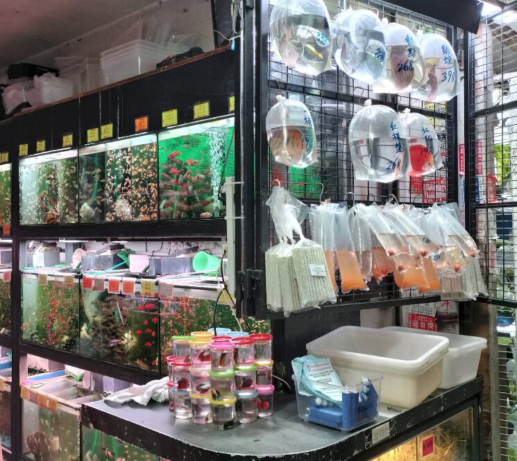 香港金魚街では金魚そのもの以外にも、餌や水槽、水草、ポンプ、照明器具といった飼育関連グッズが一通り揃います